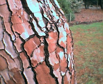 Pine bark at Wisley