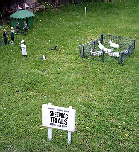 Sheepdog trials