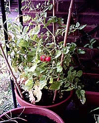 Two red tomatoes