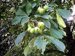 Horse chestnuts