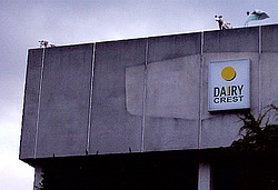 FIbreglass cows on the roofof the local dairy