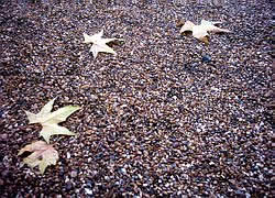 Fallen leaves