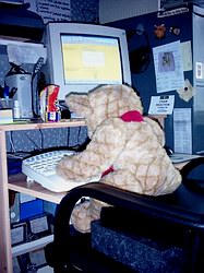 Blogging bear