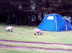 Goats grazing in the campsite