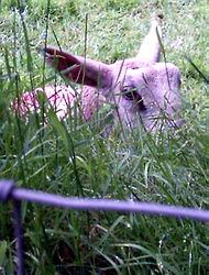 Grazing sheep