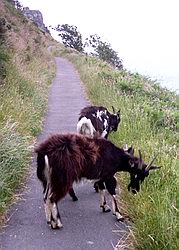 Wild goats on the coast path