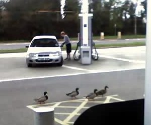 Ducks marching across a petrol station forecourt