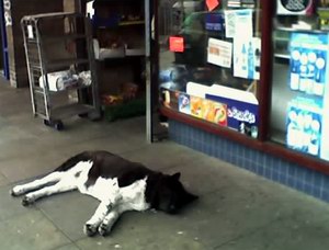 Large guard dog asleep asleep on the pavement outside its shop