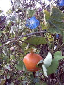 Squash-like thing with blue flowery thing