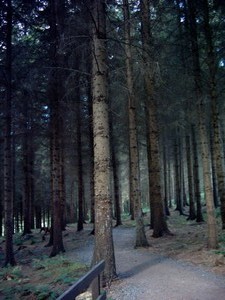Rosemoor woodland walk - very tall trees