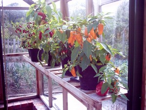 Chilli plants in a hot house