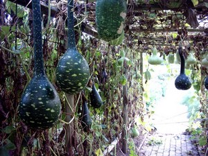 Growing gourds hang down