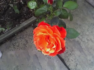 A fiery orange rose bloom