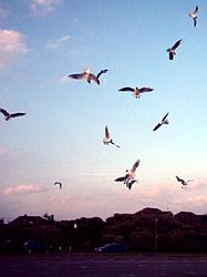 Black-headed gulls