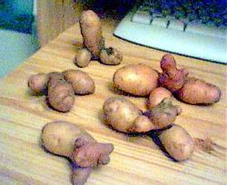 Potatoes Potatoes