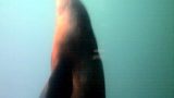 Sealion swimming – through the glass at the seal sanctuary in Gweek