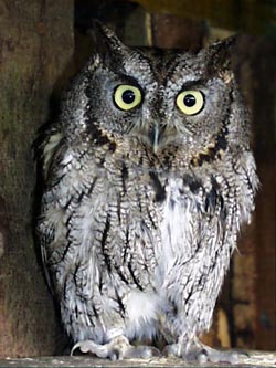 Western screech owl Western screech owl